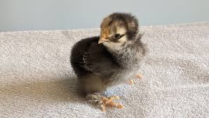 Home > real terrifying giant brahma chicken facts. Light Brahma Chicken A Gentle Giant Homestead Fowl