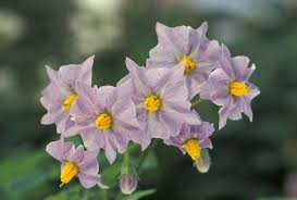 Image result for Solanum giganteum