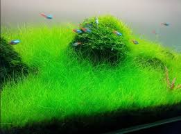 Tanaman ini cocok untuk pemula yang sedang belajar bagaimana cara berkebun dalam aquarium. 9 Jenis Tanaman Aquascape Yang Mudah Dipelihara Atagaleri Net