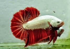 Red black samurai betta and black dragon betta fish! Red Dragon Full Mask Block Super Hmpk Betta Fish Tank Betta Fish Fish Pet