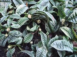Image result for Psychotria auxopoda