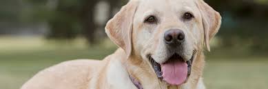 Description:urgent pet care of south tampa is an after hours pet care provider located in tampa, florida. Home
