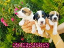 Jack Russell Terrier Yavru Teriyer Yavru Kopek Kopek