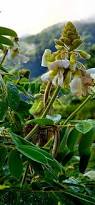 Image result for Tephrosia tanganicensis
