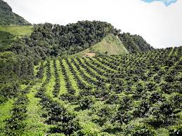 We have reviews of the best places to see in ibague. San Antonio Tolima Mercanta The Coffee Hunters