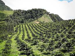 ;col * nevado del tolima, volcano in colombia * tolima department of colombia. San Antonio Tolima Mercanta The Coffee Hunters