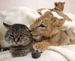 45 Adorable Animal Odd Couples Animals Friendship Unusual Animal Friendships Animals Friends