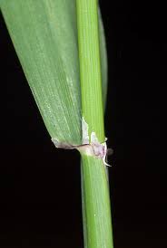 Image result for Ehrharta erecta