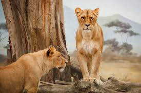 Yes, all cats, not just big cats, are strict carnivores. 3079414 Africa Animals Big Cat Carnivore Cats Feline Lion Lionesses Mammal Predators Safari Wild Wild Animal Wildlife 4k Wallpaper