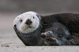 Sea Otters In The Wild Often Develop Worn Teeth Which May Explain Their Seemingly Shorter Life Predation Of Sea Otters Occurs Al Sea Otter Otters Big Animals