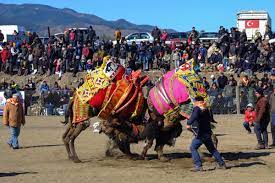 Also if you listen to the live performances of feel good inc. you'll notice damon albarn never gets the lyrics right as in the studio version. Camel Wrestling In Turkey