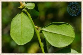 Image result for Diospyros ferrea