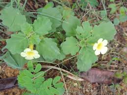 Image result for Pedalium