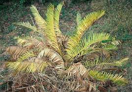 Image result for Encephalartos schmitzii