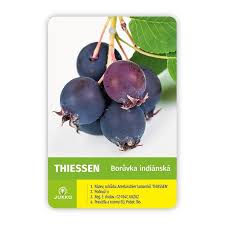 Image result for indiánská borůvka obrázek