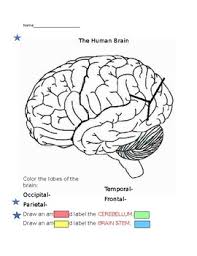 Human Brain Worksheet Teachers Pay Teachers