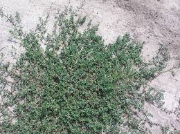 Image result for Polygonum aviculare