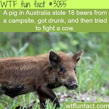 Pig In Australia Drinks Beer And Fights A Cow Wtf Fun Facts Animal Facts Funny Pictures Wtf Fun Facts
