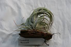 Image result for Hygrophila albobracteata