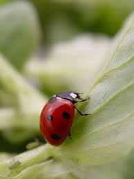 Nutzlinge Gegen Garten Schadlinge Schadlingsbekampfung Schnelle Lieferung Kompetente Fachberatung Marienkafer Kaufen Gartencenter Schadlingsbekampfung