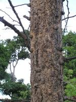 Image result for Acacia polyacantha