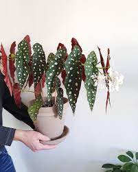 Begonia Maculata Wightii House Plants Indoor Flowering Plants Plant Decor