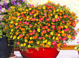 Portulakroschen Portulaca Grandiflora Bild 6 Pflanzen Fur Sudbalkon Balkon Pflanzen Pflanzen