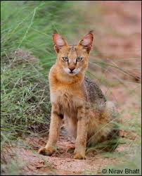 The Jungle Cat Felis Chaus Is A Medium Sized Cat Native To Asia From Southern China In The East Through Southeast And Central Wild Cat Species Wild Cats Cats