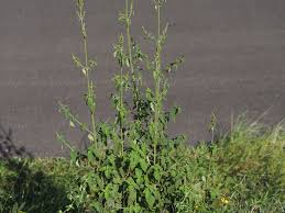 Image result for Mesosphaerum pectinatum