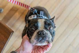 Are Boston Terriers Good With Other Dogs Hookd On Phoenix