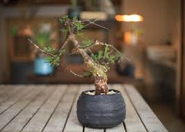 Image result for Commiphora tenuipetiolata