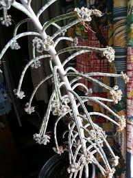 Image result for Bryophyllum tubiflorum