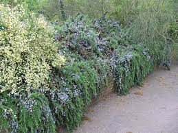 Rosmarinus Officinalis Butterfly Garden Plants Plants Mediterranean Garden
