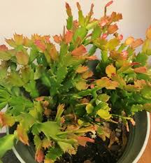 Even the flowers look weak and paler the usual. Christmas Cactus Schlumbergera Truncata Malinda In The Schlumbergeras Database Garden Org
