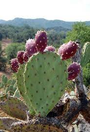 There are about 127 genera, with over 1750 known species. Coast Prickly Pear Cactus Flower Prickly Pear Cactus Cactus Seeds