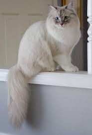 This siberian cat has a delightful personality—outgoing, affectionate, friendly and energetic—making it an exceptional feline companion. Sineglazka Siberian Cats