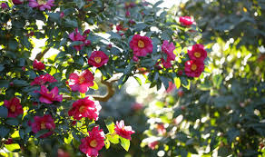 These 10 plants prove the opposite. Winter Garden Bring An Extra Sparkle With A Variety Of Flowers Express Co Uk