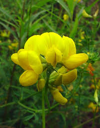 Image result for Lotus corniculatus