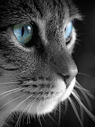 Pin By Damla Metin On Kotyani Beautiful Cats Baby Cats Cute Cats