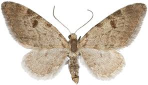 Image result for Eupithecia conterminata