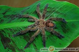 Press alt + / to open this menu Ybyrapora Diversipes Avicularia Diversipes Ybyrapora Gatunki Gatunki Terrarium Pl