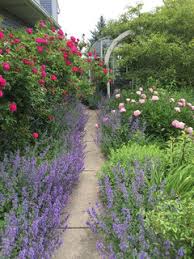 For more information on growing and care, click on growing guide. Chicago Botanic Nepeta Trial Best Compact