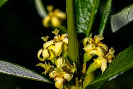 Image result for Fadogia homblei