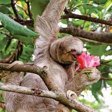 17 Endearing Images Of Animals Eating Food And Loving It Cute Sloth Pictures Baby Animals Funny Cute Baby Sloths