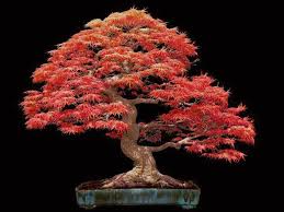 There is no such thing as a bonsai seed, a sugar maple seed is just a sugar maple seed. Brilliant Japanese Maple Bonsai In Full Fall Color With Correction Bonsai Bark