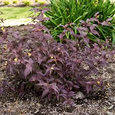 Maybe you would like to learn more about one of these? Diervilla Nightglow At Wayside Gardens