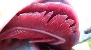 3 Major Environmental Gill Disorders In Fish And How To Prevent Them Fish Treatment Disorders