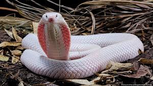 Snake is any of the numerous elongate, limbless, scaled, carnivorous reptiles comprising the suborder serpentes (or ophidia) of the order squamata. Escaped Venomous Snake On The Loose In German Town News Dw 28 08 2019