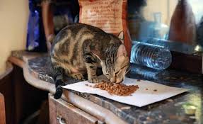 I just bought some ziwipeak cat food. Ziwipeak Cat Food Review 2021