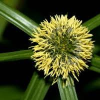 Image result for Cyperus dubius